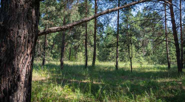 Cadavere nel bosco, l'auto della vittima parcheggiata lì vicino