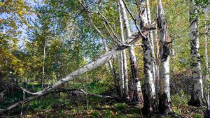 Cadavere ritrovato in un bosco vicino Treviso, prende forza l'ipotesi di omicidio