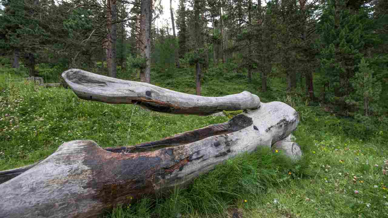 Ritrovato un cadavere in un bosco vicino Trieste