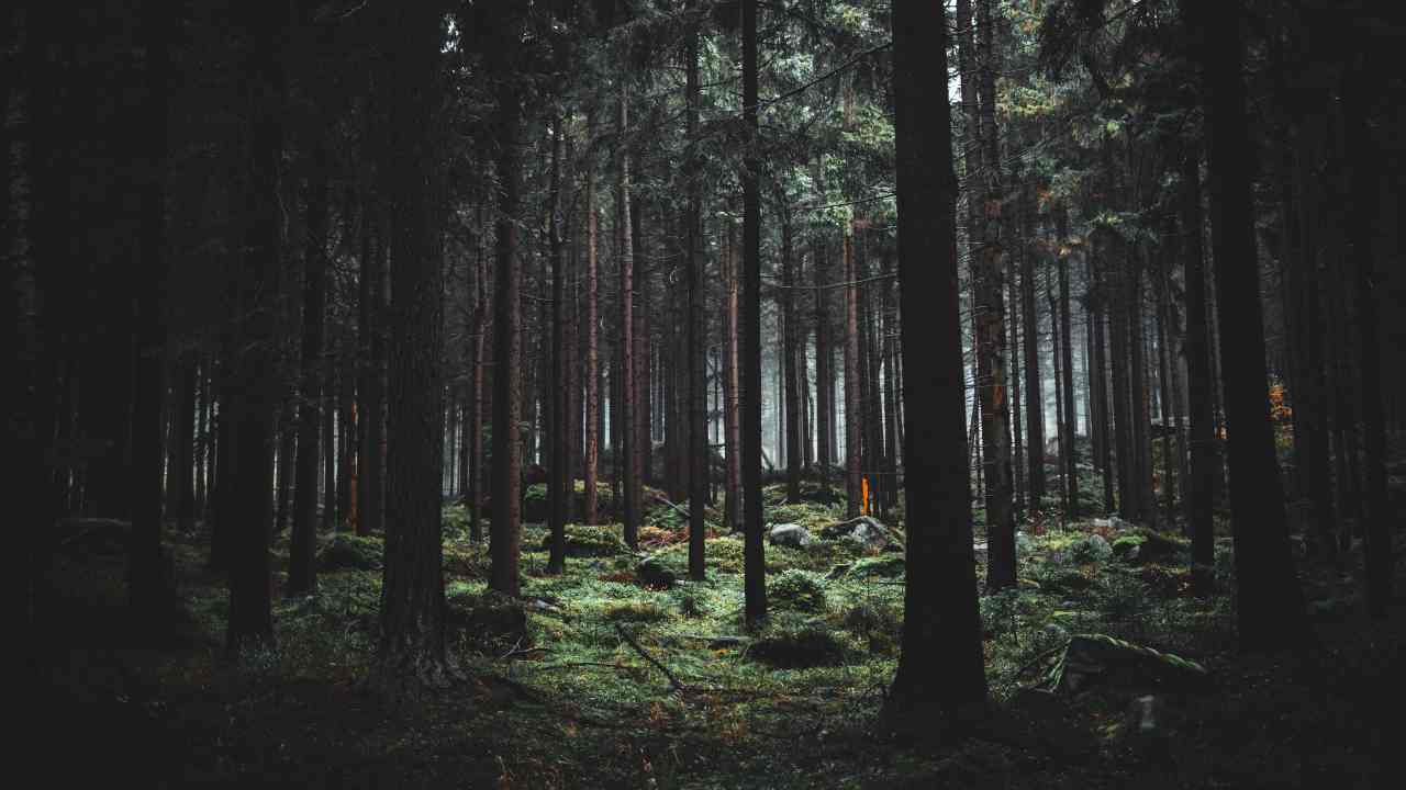 Cadavere nel bosco vicino ad Aosta, risolto il mistero sulla sua identità