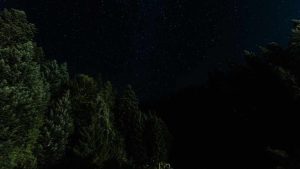 Un bosco di notte