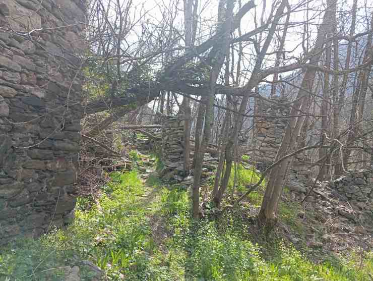 Il bosco che conduce alla chiesa abbandonata