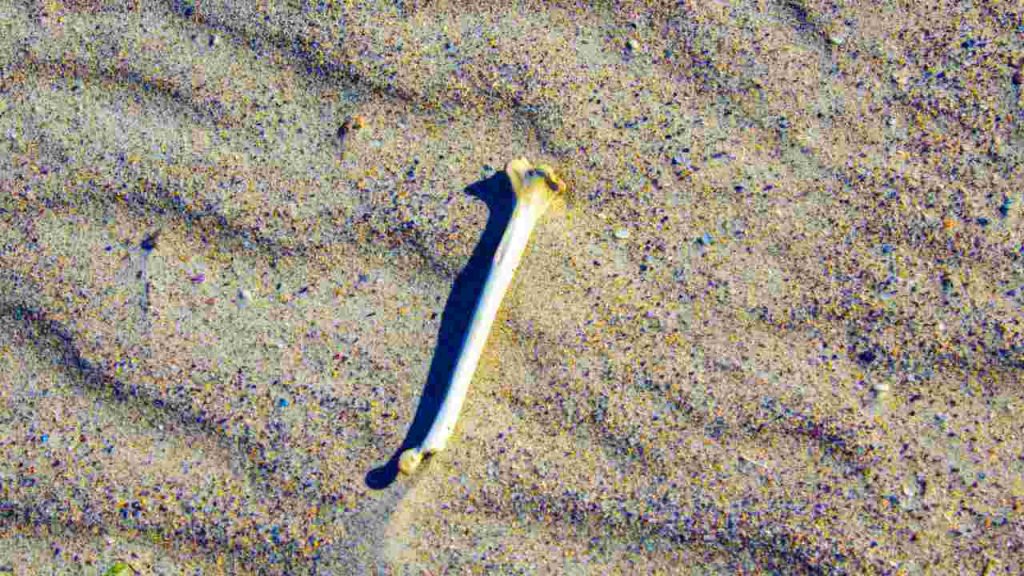 Gallipoli, ritrovate delle ossa in spiaggia: il sospetto è che si tratti di resti umani