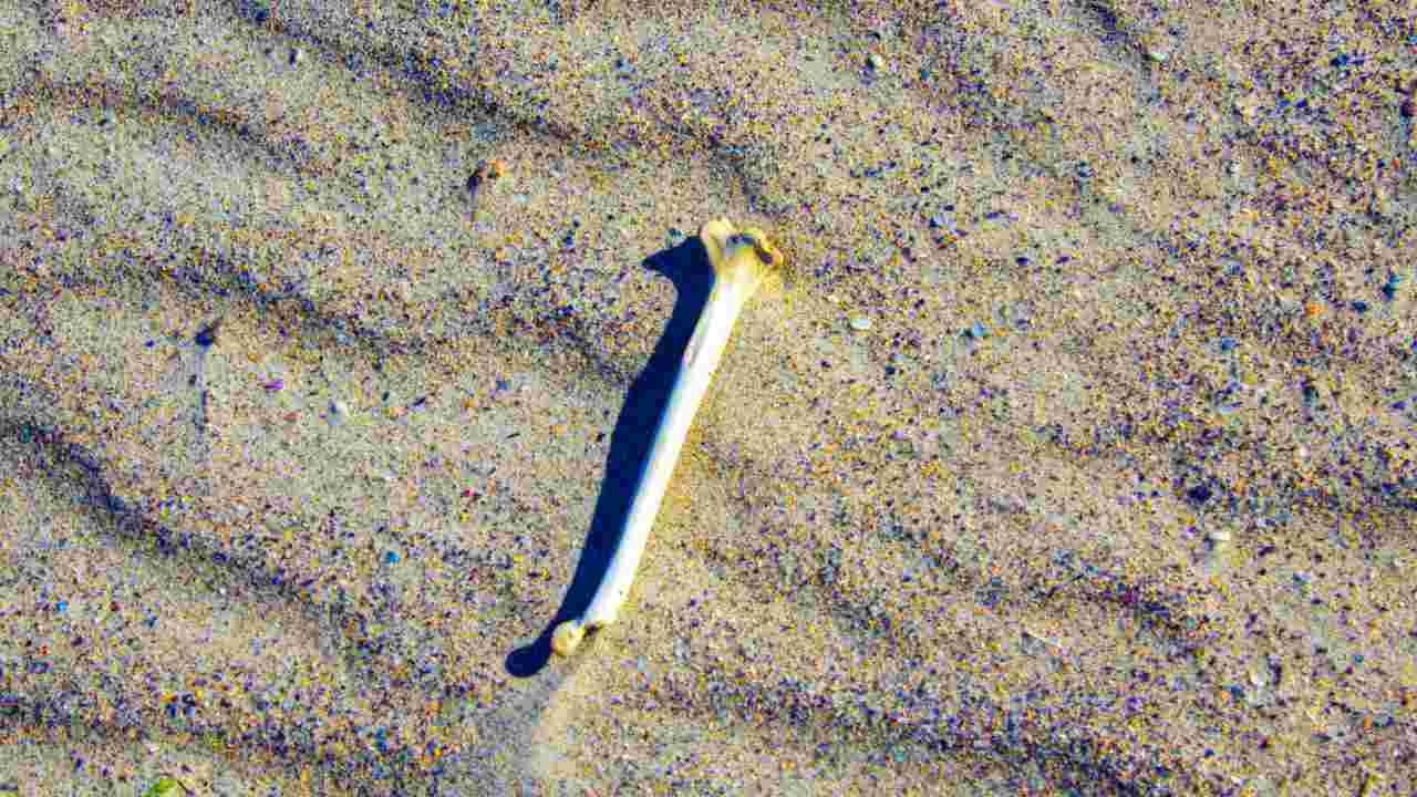 Gallipoli, ritrovate delle ossa in spiaggia: il sospetto è che si tratti di resti umani